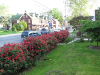 bushes with flowers